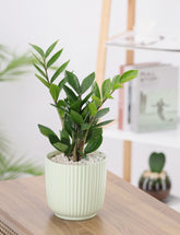 نبات زامبيا أخضر